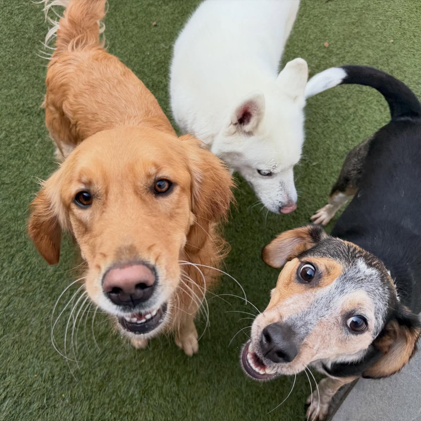 Three happy dogs looking up from the play yard at Pleasant Paws