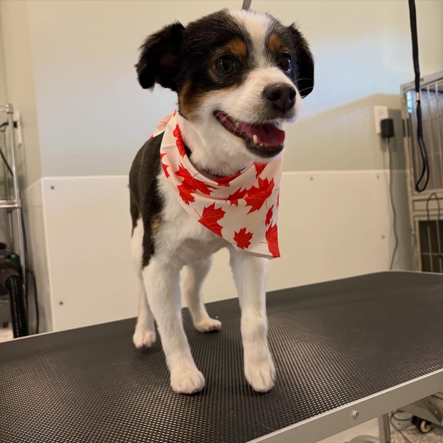 A freshly groomed dog wearing a bandana on the grooming table at Pleasant Paws