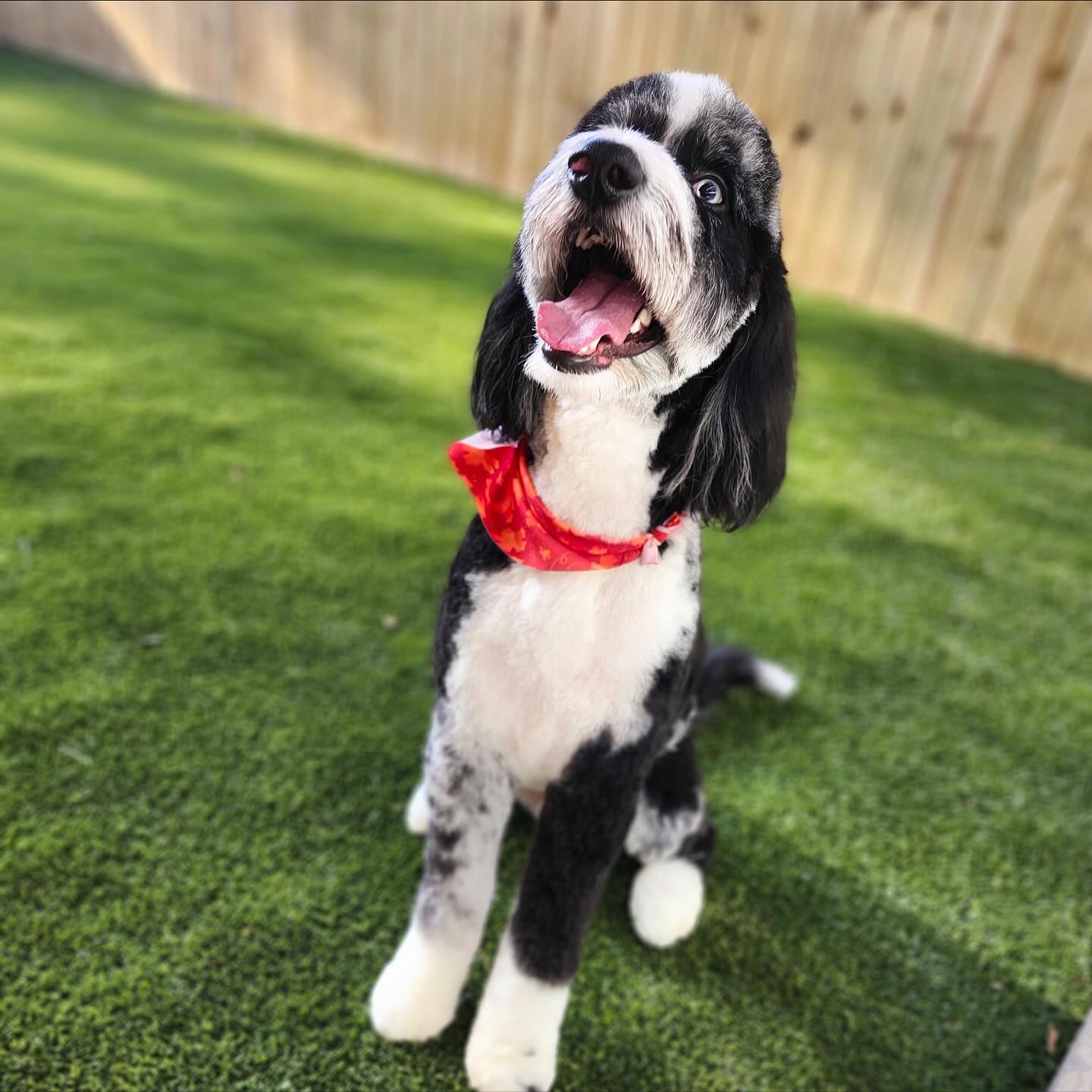 A freshly groomed dog smiling on the grass at Pleasant Paws