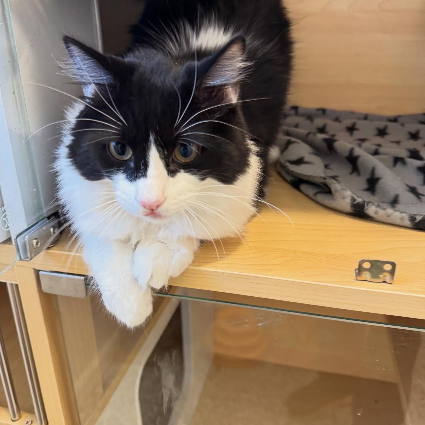 A cat relaxing in a cozy cat boarding condo at Pleasant Paws Monroe